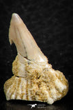 06478 - Great Collection of 3 Onchopristis numidus Cretaceous Sawfish Rostral Teeth Cretaceous