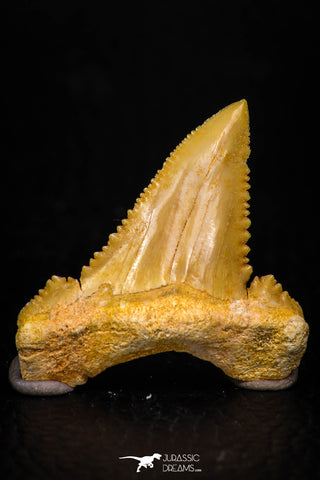 05367 - Nicely Preserved 1.29 Inch Serrated Palaeocarcharodon orientalis (Pygmy white Shark) Tooth