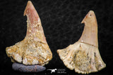 06478 - Great Collection of 3 Onchopristis numidus Cretaceous Sawfish Rostral Teeth Cretaceous