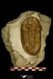 30027 - Huge Asaphus bottnicus Middle Ordovician Trilobite Russia
