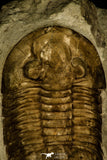 30027 - Huge Asaphus bottnicus Middle Ordovician Trilobite Russia