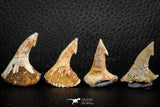 06479 - Great Collection of 4 Onchopristis numidus Cretaceous Sawfish Rostral Teeth Cretaceous