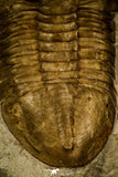 30027 - Huge Asaphus bottnicus Middle Ordovician Trilobite Russia