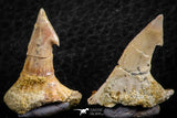 06479 - Great Collection of 4 Onchopristis numidus Cretaceous Sawfish Rostral Teeth Cretaceous