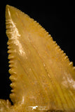 05367 - Nicely Preserved 1.29 Inch Serrated Palaeocarcharodon orientalis (Pygmy white Shark) Tooth