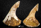 06479 - Great Collection of 4 Onchopristis numidus Cretaceous Sawfish Rostral Teeth Cretaceous