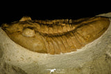 30027 - Huge Asaphus bottnicus Middle Ordovician Trilobite Russia