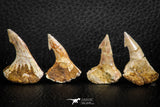 06479 - Great Collection of 4 Onchopristis numidus Cretaceous Sawfish Rostral Teeth Cretaceous