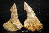 06479 - Great Collection of 4 Onchopristis numidus Cretaceous Sawfish Rostral Teeth Cretaceous