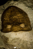 30027 - Huge Asaphus bottnicus Middle Ordovician Trilobite Russia