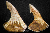 06479 - Great Collection of 4 Onchopristis numidus Cretaceous Sawfish Rostral Teeth Cretaceous