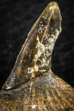 06480 - Beautiful 1.22 Inch Onchopristis numidus Cretaceous Sawfish Rostral Teeth Cretaceous