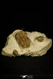 30028 - Museum Grade Cybele panderi Middle Ordovician Trilobite Russia