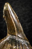 06480 - Beautiful 1.22 Inch Onchopristis numidus Cretaceous Sawfish Rostral Teeth Cretaceous