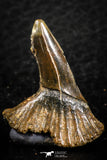 06480 - Beautiful 1.22 Inch Onchopristis numidus Cretaceous Sawfish Rostral Teeth Cretaceous