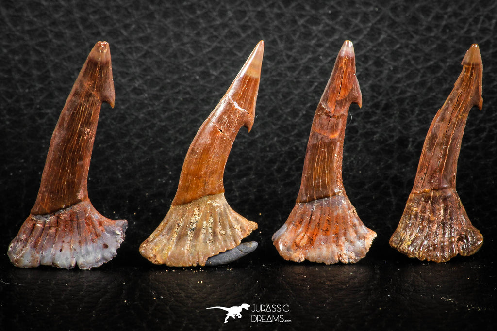 06481 - Great Collection of 4 Onchopristis numidus Cretaceous Sawfish Rostral Teeth Cretaceous