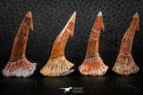 06481 - Great Collection of 4 Onchopristis numidus Cretaceous Sawfish Rostral Teeth Cretaceous