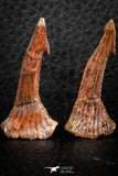 06481 - Great Collection of 4 Onchopristis numidus Cretaceous Sawfish Rostral Teeth Cretaceous