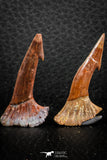 06481 - Great Collection of 4 Onchopristis numidus Cretaceous Sawfish Rostral Teeth Cretaceous