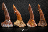 06481 - Great Collection of 4 Onchopristis numidus Cretaceous Sawfish Rostral Teeth Cretaceous