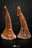 06481 - Great Collection of 4 Onchopristis numidus Cretaceous Sawfish Rostral Teeth Cretaceous