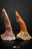 06481 - Great Collection of 4 Onchopristis numidus Cretaceous Sawfish Rostral Teeth Cretaceous