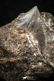05233 - Astonishing 0.62 Inch Black Squalicorax pristodontus (Crow Shark) Tooth - New Location