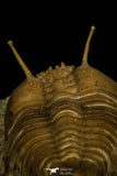 30028 - Museum Grade Cybele panderi Middle Ordovician Trilobite Russia