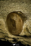 30028 - Museum Grade Cybele panderi Middle Ordovician Trilobite Russia