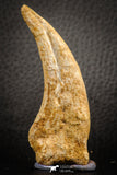 07042 - Top Rare 2.84 Inch Spinosaurus Dinosaur Hand (Manus) Claw Cretaceous KemKem