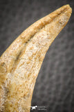 07042 - Top Rare 2.84 Inch Spinosaurus Dinosaur Hand (Manus) Claw Cretaceous KemKem