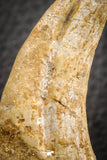 07042 - Top Rare 2.84 Inch Spinosaurus Dinosaur Hand (Manus) Claw Cretaceous KemKem