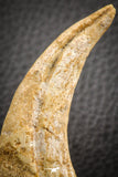 07042 - Top Rare 2.84 Inch Spinosaurus Dinosaur Hand (Manus) Claw Cretaceous KemKem