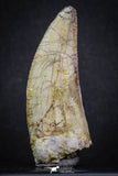 07001 - Nicely Preserved 2.55 Inch Carcharodontosaurus Dinosaur Tooth KemKem Beds