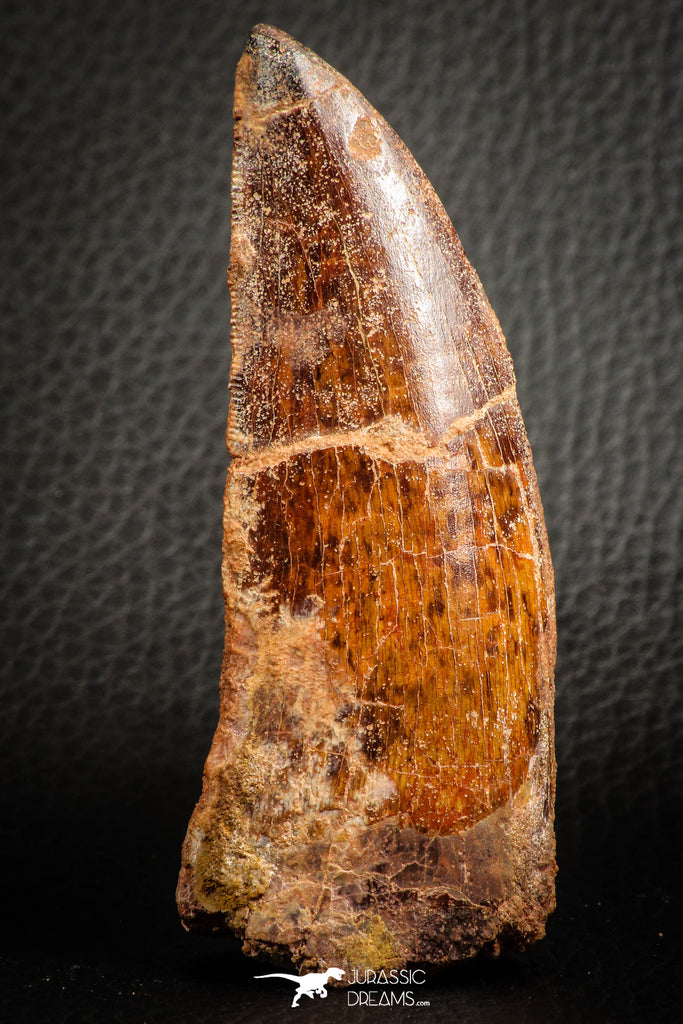 07043 - Restored 3.55 Inch Carcharodontosaurus Dinosaur Tooth KemKem Beds