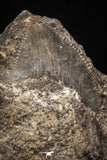05236 - Astonishing 0.68 Inch Black Squalicorax pristodontus (Crow Shark) Tooth - New Location