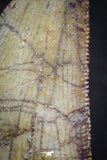 07001 - Nicely Preserved 2.55 Inch Carcharodontosaurus Dinosaur Tooth KemKem Beds