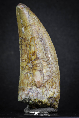 07001 - Nicely Preserved 2.55 Inch Carcharodontosaurus Dinosaur Tooth KemKem Beds