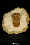 30030 - Finest Grade Illaenus atavus Middle Ordovician Trilobite Russia
