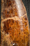 07043 - Restored 3.55 Inch Carcharodontosaurus Dinosaur Tooth KemKem Beds