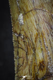 07001 - Nicely Preserved 2.55 Inch Carcharodontosaurus Dinosaur Tooth KemKem Beds
