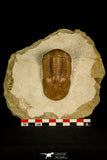 30030 - Finest Grade Illaenus atavus Middle Ordovician Trilobite Russia