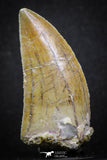 07002 - Finest Quality Serrated 1.98 Inch Carcharodontosaurus Dinosaur Tooth KemKem