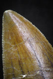 07002 - Finest Quality Serrated 1.98 Inch Carcharodontosaurus Dinosaur Tooth KemKem