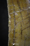 07002 - Finest Quality Serrated 1.98 Inch Carcharodontosaurus Dinosaur Tooth KemKem