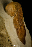 30030 - Finest Grade Illaenus atavus Middle Ordovician Trilobite Russia