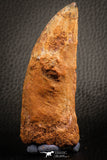 07043 - Restored 3.55 Inch Carcharodontosaurus Dinosaur Tooth KemKem Beds