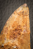 07043 - Restored 3.55 Inch Carcharodontosaurus Dinosaur Tooth KemKem Beds