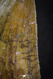 07002 - Finest Quality Serrated 1.98 Inch Carcharodontosaurus Dinosaur Tooth KemKem