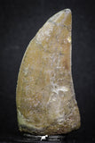 07003 - Great Serrated 1.93 Inch Carcharodontosaurus Dinosaur Tooth KemKem